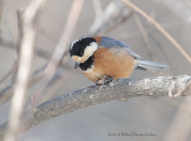 Varied Tit (Poecile varius) photo