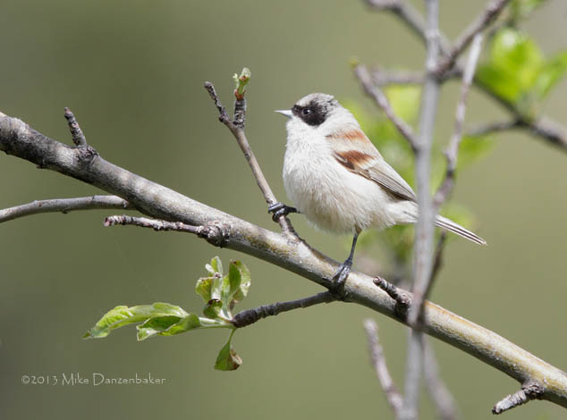 White-crowned Penduline-Tit (Remiz coronatus) photo