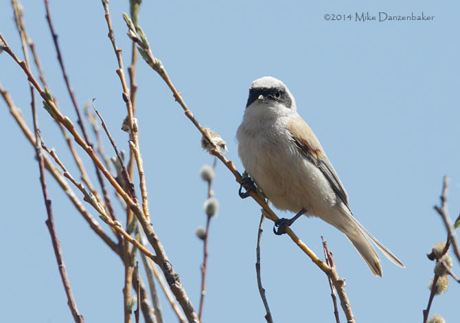 White-crowned Penduline-Tit (Remiz coronatus) photo