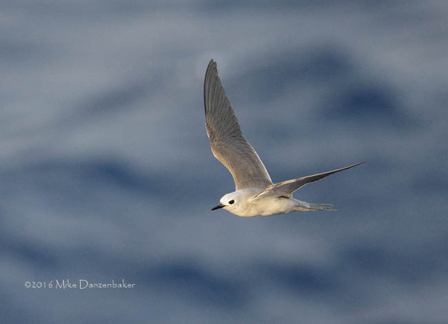 Blue Noddy (Procelsterna cerulea) photo