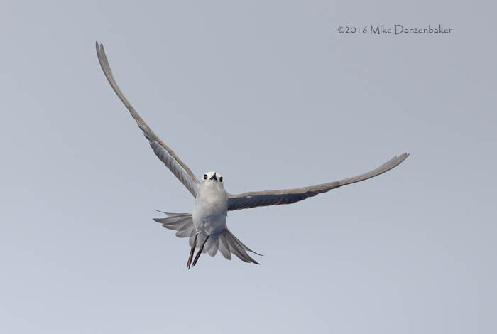 Blue Noddy (Procelsterna cerulea) photo