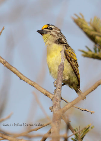 Yellow-fronted Tinkerbird (Pogoniulus chrysoconus) photo