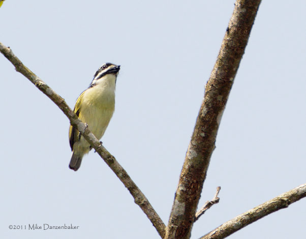 Yellow-throated Tinkerbird (Pogoniulus subsulphureus) photo