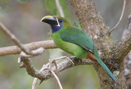 Blue-throated Toucanet (Aulacorhynchus prasinus) photo