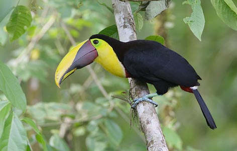 Chestnut-mandibled Toucan (Ramphastos swainsonii) photo