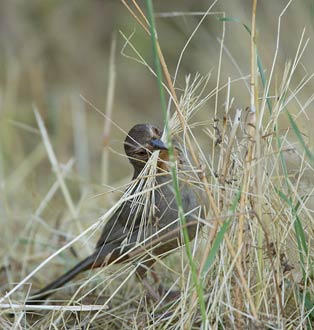 California Towhee (Pipilo crissalis) photo