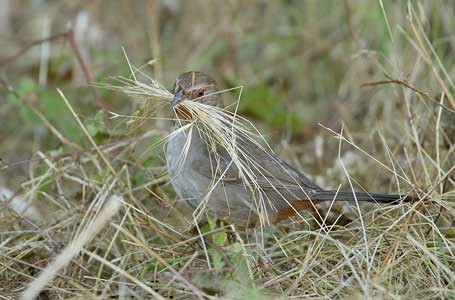 California Towhee (Pipilo crissalis) photo