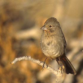 Canyon Towhee (Melozone fusca) photo image