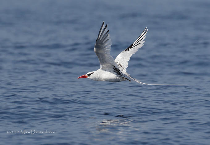 Red-billed Tropicbird (Phaethon aethereus) photo