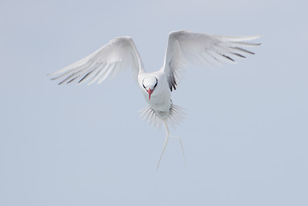 Red-billed Tropicbird (Phaethon aethereus) photo