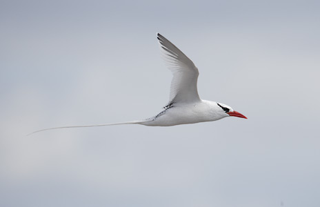 Red-billed Tropicbird (Phaethon aethereus) photo
