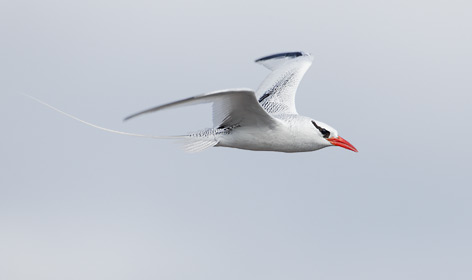 Red-billed Tropicbird (Phaethon aethereus) photo