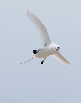 Red-tailed Tropicbird (Phaethon rubricauda) photo