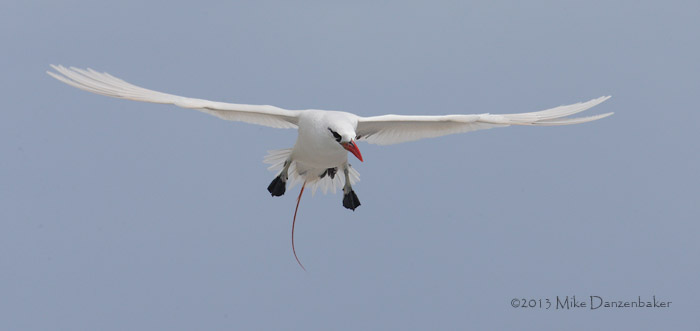 Red-tailed Tropicbird (Phaethon rubricauda) photo
