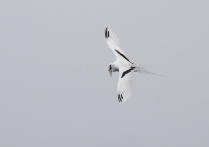 White-tailed Tropicbird (Phaethon lepturus) photo