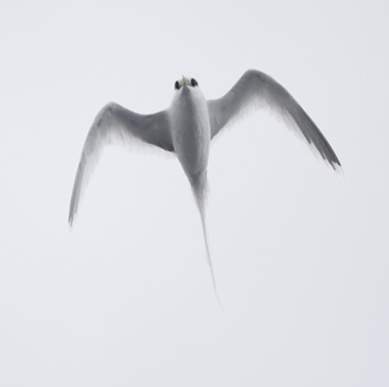 White-tailed Tropicbird (Phaethon lepturus) photo