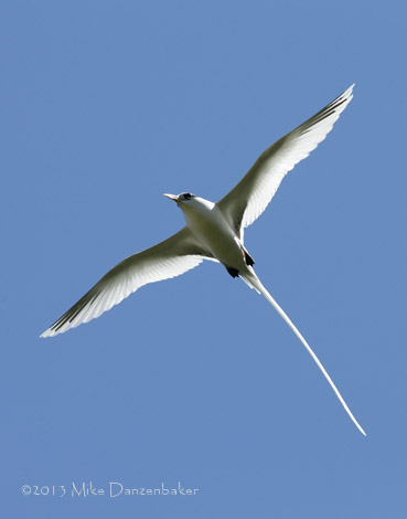 White-tailed Tropicbird (Phaethon lepturus) photo