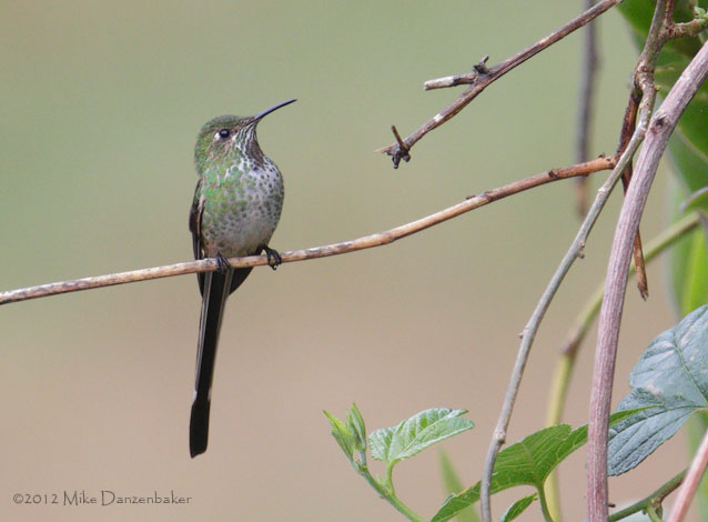 Black-tailed Trainbearer (Lesbia victoriae) photo