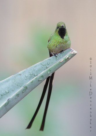 Black-tailed Trainbearer (Lesbia victoriae) photo