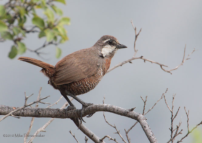 Moustached Turca (Pteroptochos megapodius) photo