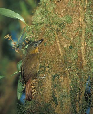 Streak-breasted Treehunter (Thripadectes rufobrunneus) photo