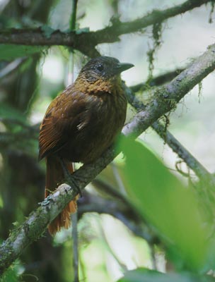 Streak-breasted Treehunter (Thripadectes rufobrunneus) photo