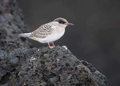 Antarctic Tern (Sterna vittata) photo