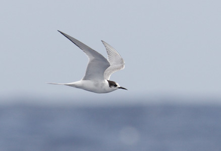 Arctic Tern (Sterna paradisaea) photo