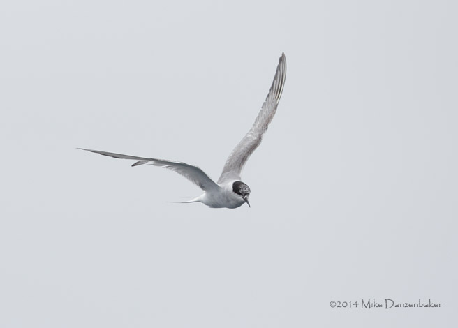 Arctic Tern (Sterna paradisaea) photo