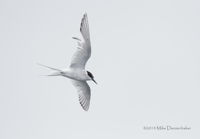Arctic Tern (Sterna paradisaea) photo