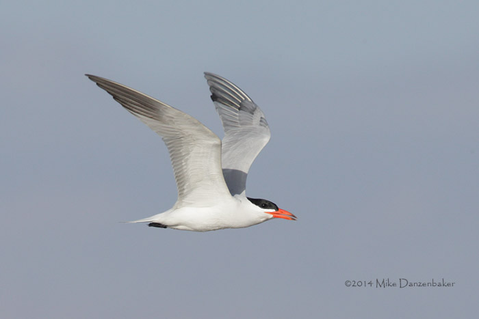 Caspian Tern (Hydroprogne caspia) photo