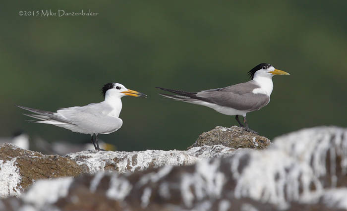 Chinese Crested Tern (Thalasseus bernsteini) photo