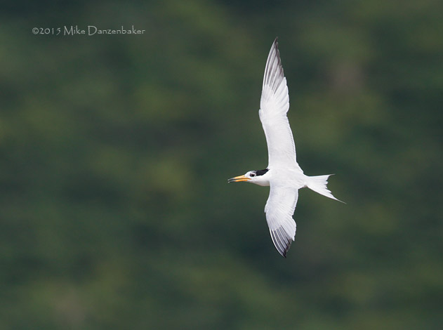 Chinese Crested Tern (Thalasseus bernsteini) photo