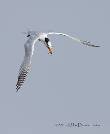 Chinese Crested Tern (Thalasseus bernsteini) photo