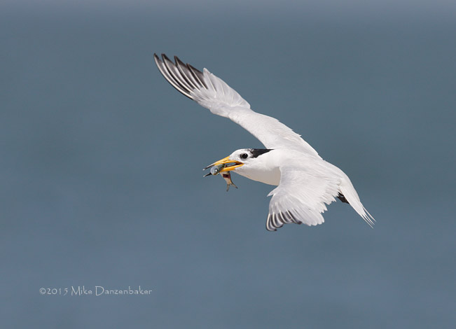 Chinese Crested Tern (Thalasseus bernsteini) photo