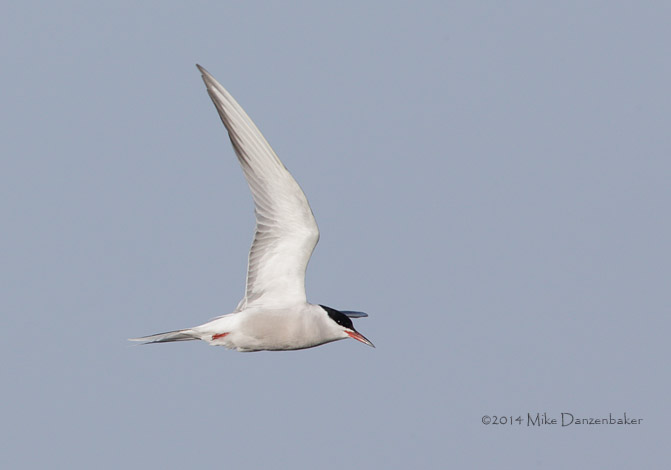 Common Tern (Sterna hirundo) photo