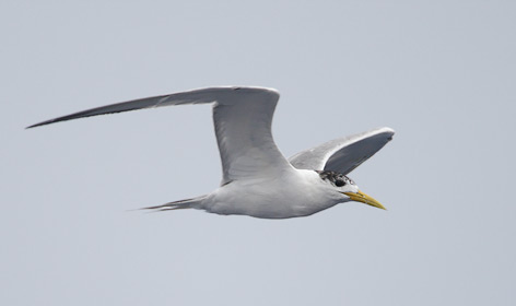 Crested Tern (Sterna bergii) photo