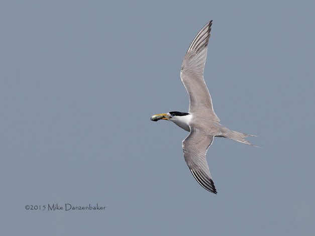 Swift Tern (Thalasseus bergii) photo