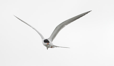 Forster's Tern (Sterna forsteri) photo