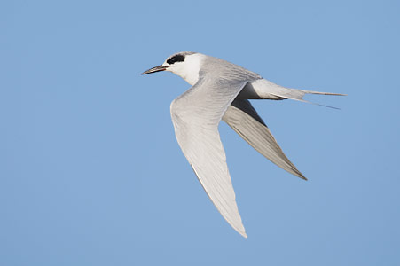Forster's Tern (Sterna forsteri) photo