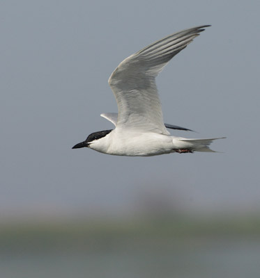 Gull-billed Tern (Sterna nilotica) photo