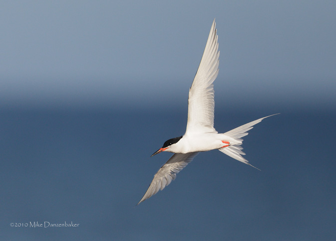 Roseate Tern (Sterna dougallii) photo