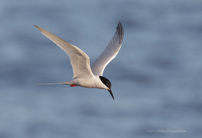 Roseate Tern (Sterna dougallii) photo