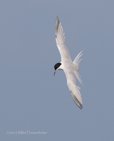 Roseate Tern (Sterna dougallii) photo