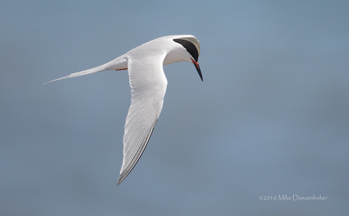 Roseate Tern (Sterna dougallii) photo