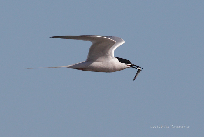 Roseate Tern (Sterna dougallii) photo