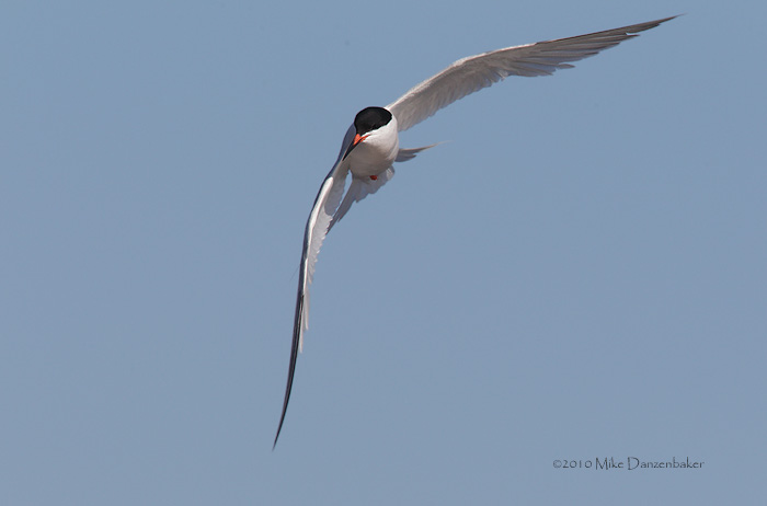 Roseate Tern (Sterna dougallii) photo