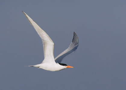 Royal Tern (Sterna maxima) photo