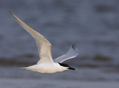 Sandwich Tern (Sterna sandvicensis) photo