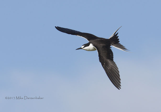 Sooty Tern (Onychoprion fuscatus) photo